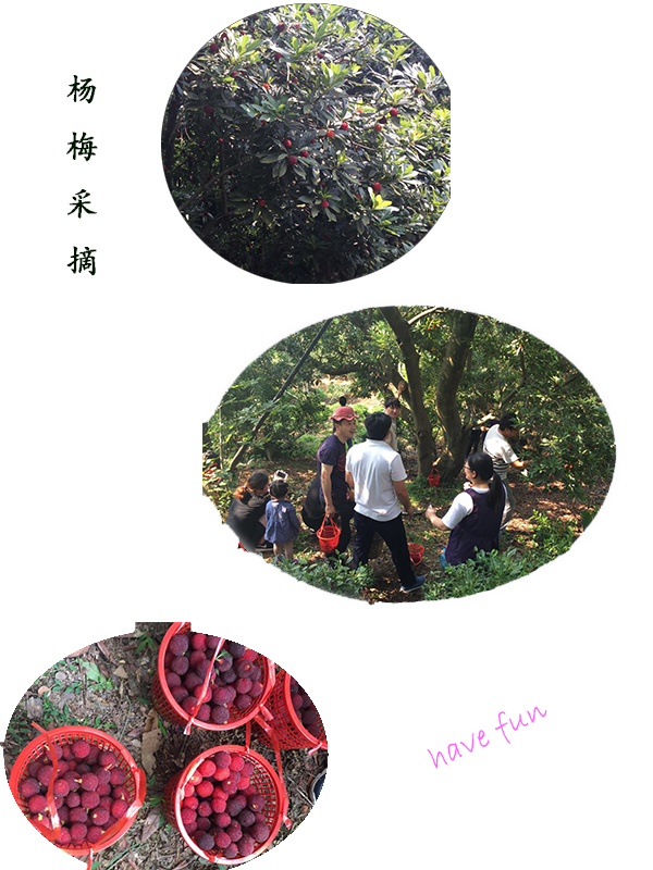 中科博汇员工团建之西山一日游-杨梅采摘